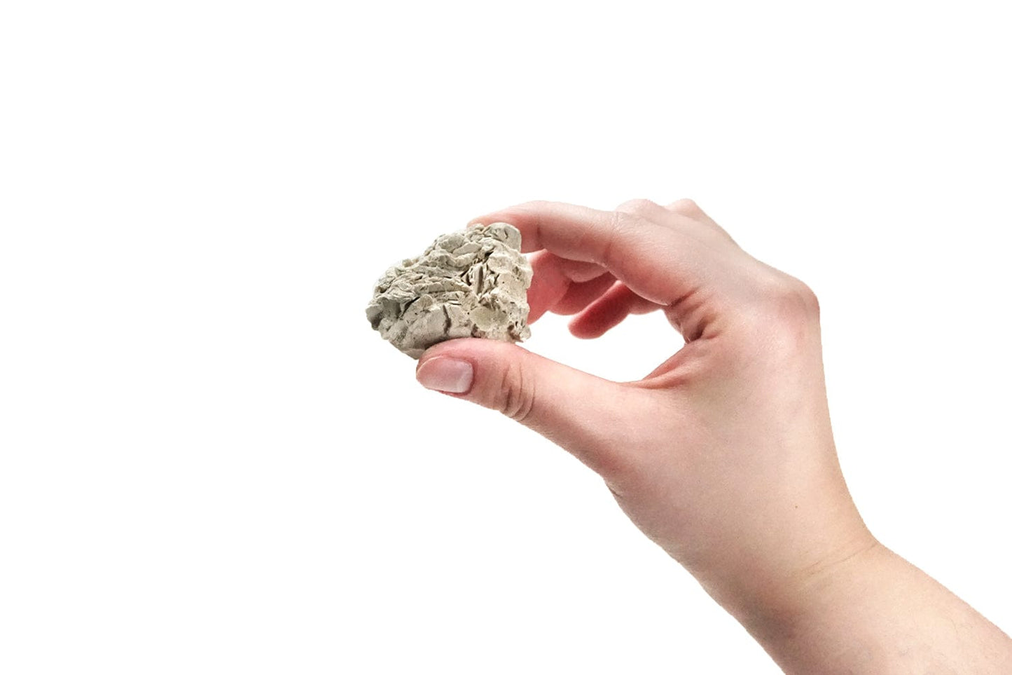 Arbor Scientific Limestone Fossil, 10/pk