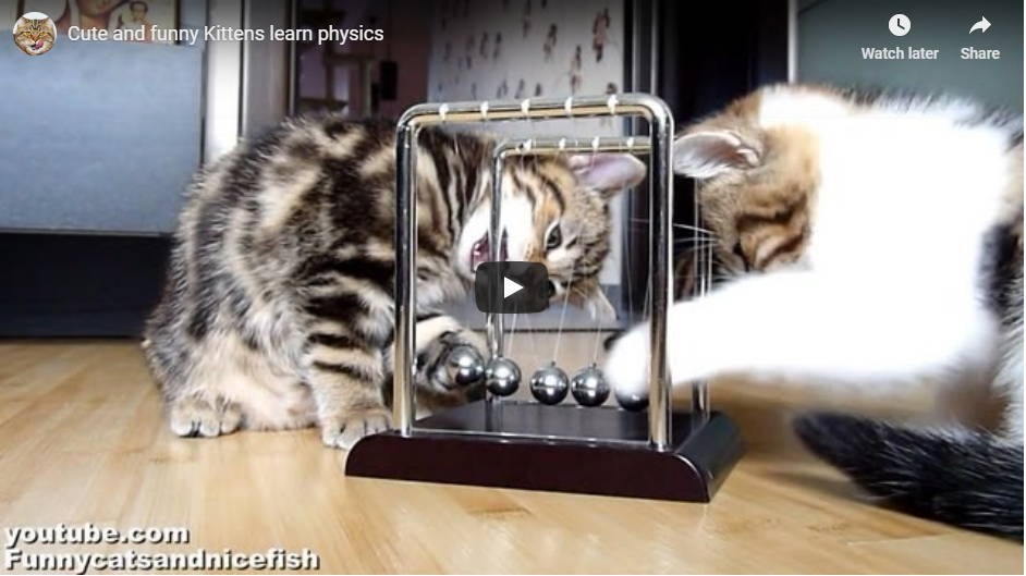 Kittens Learn Physics