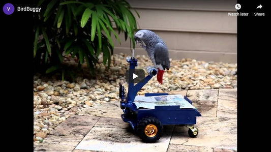 Birds Can Drive? [w/video]
