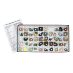 Arbor Scientific Classroom Collection of Rocks & Minerals
