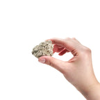 Arbor Scientific Limestone Fossil, 10/pk