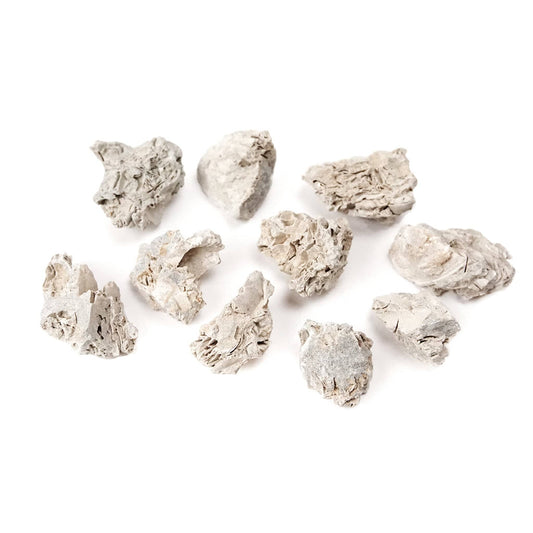 Arbor Scientific Limestone Fossil, 10/pk