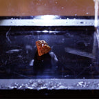 Arbor Scientific Cloud Chamber